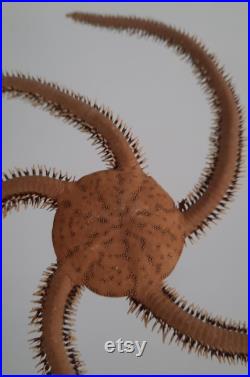 coquillage ,oursin,étoile de mer superbe étoile de mer ophiure