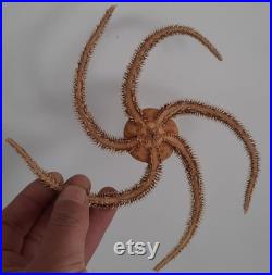 coquillage ,oursin,étoile de mer superbe étoile de mer ophiure