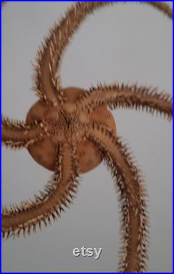 coquillage ,oursin,étoile de mer superbe étoile de mer ophiure