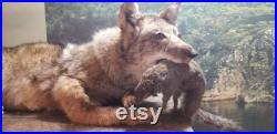 coyote taxidermy mount Obscure oddities chipmunk widlife décor cabine