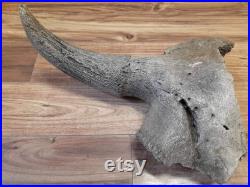 crâne de bison crâne crâne partiel crâne