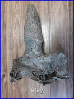 crâne de bison crâne crâne partiel crâne