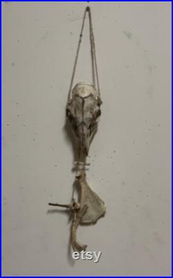 crâne de cerf et carillon de vent en os