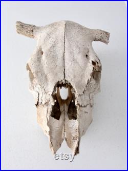 crâne de vache, véritable os trouvé