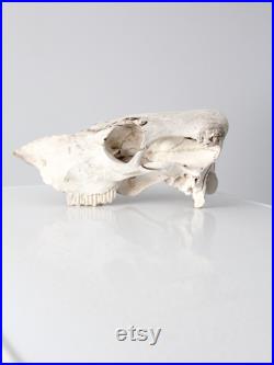 crâne de vache, véritable os trouvé