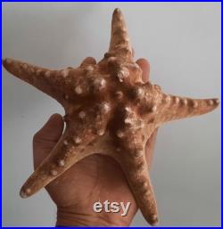 curiosité , oddities superbe étoile de mer naturalisée
