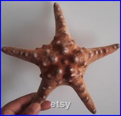 curiosité , oddities superbe étoile de mer naturalisée