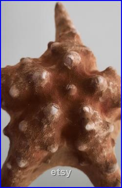 curiosité , oddities superbe étoile de mer naturalisée