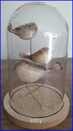 curiosité , taxidermie poissons globe sous cloche