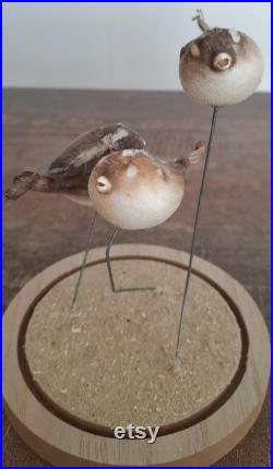 curiosité , taxidermie poissons globe sous cloche