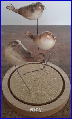 curiosité , taxidermie poissons globe sous cloche