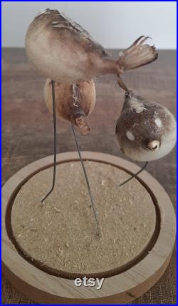 curiosité , taxidermie poissons globe sous cloche