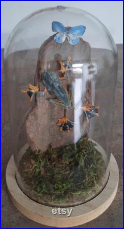 curiosité , taxidermie superbe grenouille sous globe