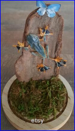curiosité , taxidermie superbe grenouille sous globe