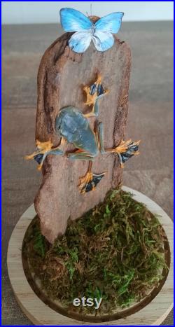 curiosité , taxidermie superbe grenouille sous globe
