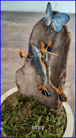 curiosité , taxidermie superbe grenouille sous globe