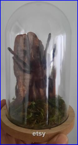 curiosité , taxidermie tarentule sous globe