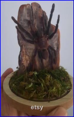 curiosité , taxidermie tarentule sous globe