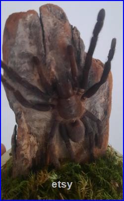 curiosité , taxidermie tarentule sous globe