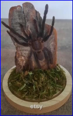 curiosité , taxidermie tarentule sous globe