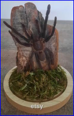 curiosité , taxidermie tarentule sous globe