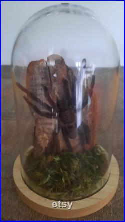 curiosité , taxidermie tarentule sous globe