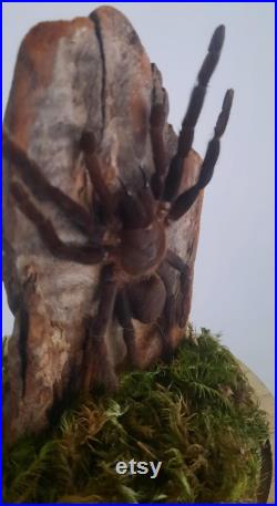 curiosité , taxidermie tarentule sous globe