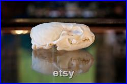 de spécimen de crâne de loutre réelle curiosités gothiques squelette d os animal préservé de taxidermie éthique Lutrinae biologie zoologie science