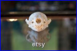 de spécimen de crâne de loutre réelle curiosités gothiques squelette d os animal préservé de taxidermie éthique Lutrinae biologie zoologie science