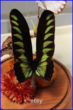 diorama vintage de papillon de taxidermie sous le dôme en verre
