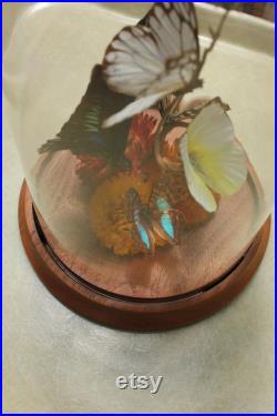 diorama vintage de papillon de taxidermie sous le dôme en verre