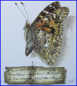 dôme papillon éthique vintage-look. Belle et scientifiquement précise.
