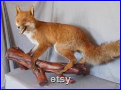 fantastic stuffed European red adult fox large size 37 inches taxidermy fantastic stuffed European red adult fox large size 37 inches taxidermy
