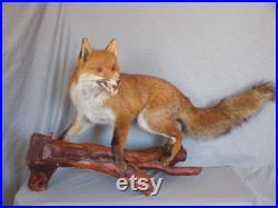 fantastic stuffed European red adult fox large size 37 inches taxidermy fantastic stuffed European red adult fox large size 37 inches taxidermy