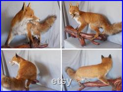 fantastic stuffed European red adult fox large size 37 inches taxidermy fantastic stuffed European red adult fox large size 37 inches taxidermy