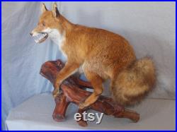 fantastic stuffed European red adult fox large size 37 inches taxidermy fantastic stuffed European red adult fox large size 37 inches taxidermy