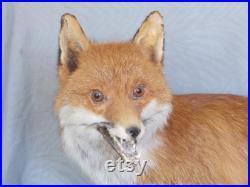 fantastic stuffed European red adult fox large size 37 inches taxidermy fantastic stuffed European red adult fox large size 37 inches taxidermy
