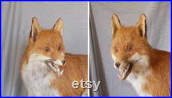 fantastic stuffed European red adult fox large size 37 inches taxidermy fantastic stuffed European red adult fox large size 37 inches taxidermy