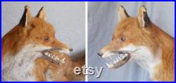 fantastic stuffed European red adult fox large size 37 inches taxidermy fantastic stuffed European red adult fox large size 37 inches taxidermy