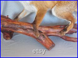 fantastic stuffed European red adult fox large size 37 inches taxidermy fantastic stuffed European red adult fox large size 37 inches taxidermy