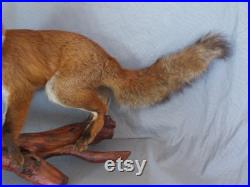 fantastic stuffed European red adult fox large size 37 inches taxidermy fantastic stuffed European red adult fox large size 37 inches taxidermy