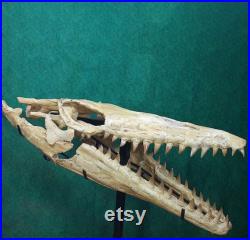 fossil tylosaurus Skull mosasaurus Late Cretaceous dinosaur