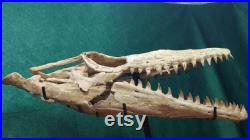 fossil tylosaurus Skull mosasaurus Late Cretaceous dinosaur