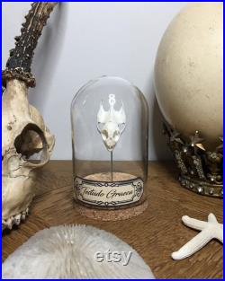 globe, curiosité, crâne de tortue, ostéologie