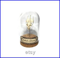 globe, curiosité, crâne de tortue, ostéologie
