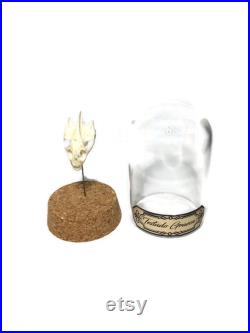 globe, curiosité, crâne de tortue, ostéologie