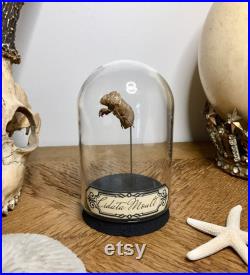 globe, curiosité, mue de cigale, insecte globe, curiosité, mue de cigale, insecte