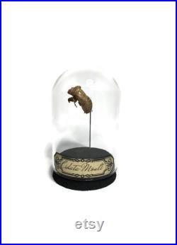 globe, curiosité, mue de cigale, insecte globe, curiosité, mue de cigale, insecte