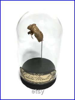 globe, curiosité, mue de cigale, insecte globe, curiosité, mue de cigale, insecte