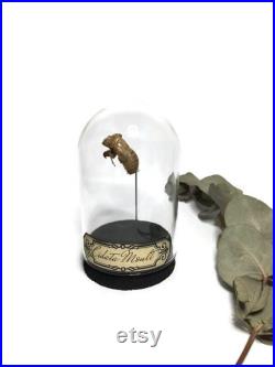 globe, curiosité, mue de cigale, insecte globe, curiosité, mue de cigale, insecte